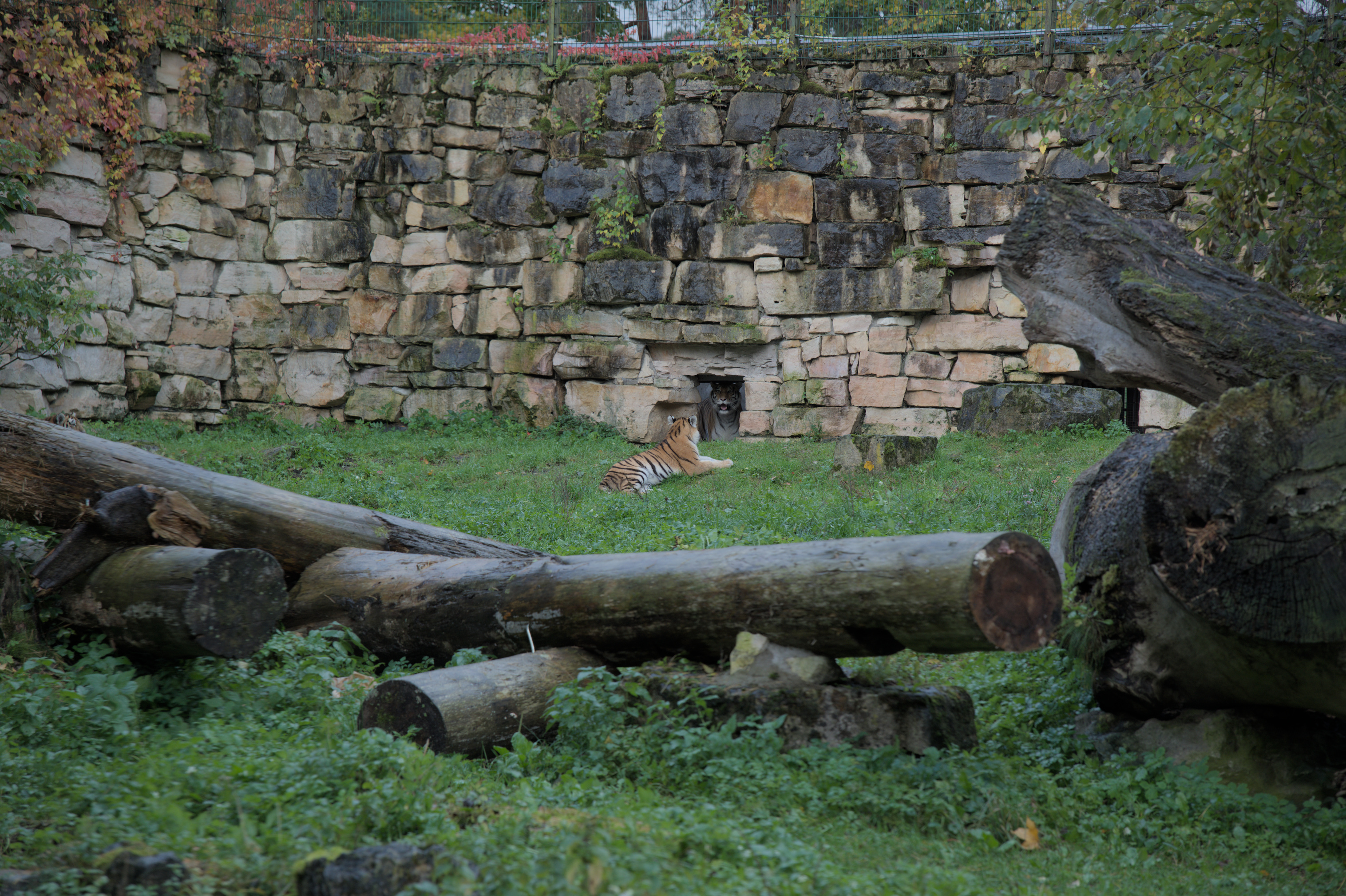 2025/10/12 - zoo/DSC_0115.jpg